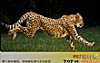 世界十大最快的动物TOP1-猎豹