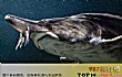 世界十大最大淡水鱼TOP1-欧洲鳇