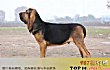 世界十大嗅觉能力出众的狗TOP1-寻血猎犬