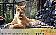 世界十大大型猫科动物TOP1-狮虎