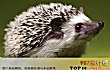 世界十大最酷的多刺动物TOP1-刺猬