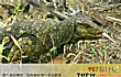 世界十大神奇动物TOP1-拉帕尔马巨型蜥蜴
