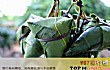 端午节送对象家十大礼物TOP1-粽子