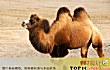 十大濒临灭绝的动物TOP1-双峰骆驼