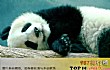 世界十大最可爱动物TOP1-大熊猫