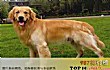 世界上十大最友好的狗狗排名TOP1-金毛寻回犬