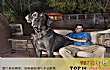 世界上十大体型最大的狗TOP1-大丹犬