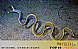 世界怪异的海洋生物之最LOGO