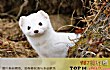 世界十大最可怕宠物TOP1-雪貂