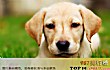 全球十大人气犬种排行榜TOP1-拉布拉多