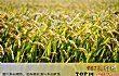 中国十大垄断技术TOP1-超级杂交水稻