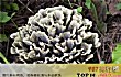 中国十大野生菌排名TOP1-干巴菌