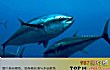世界上十大最贵海鱼TOP1-蓝鳍金枪鱼