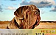 世界十大大型犬排名TOP1-马士提夫犬