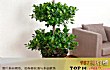 十大最旺宅的植物TOP1-摇钱树