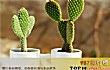 十大养不死的花排行榜TOP1-仙人掌