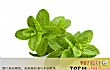中国十大香料TOP1-薄荷