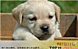 十大名犬排行榜TOP1-拉布拉多