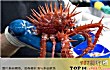 十大毒蟹排行TOP1-万氏怪蟹