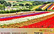 世界十大最美花海TOP1-北海道花海