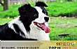 世界十大聪明犬排行榜TOP1-边境牧羊犬
