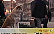 十大经典狗狗电影TOP1-忠犬八公的故事