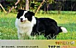 十大聪明名犬TOP1-边境牧羊犬