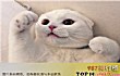 抖音十大宠物猫排行榜TOP1-楼楼