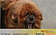 最凶悍的十大名犬TOP1-中国藏獒