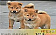 护主名犬之最LOGO