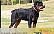 十大打架很厉害的狗TOP1-罗威纳犬