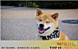 十大目前最受欢迎的宠物TOP1-柴犬