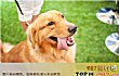 全球十大受欢迎宠物排行榜TOP1-宠物狗
