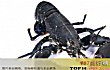 世界零售超市十大名贵海鲜排行TOP1-苏格兰龙虾