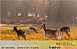滨州十大游乐场排行榜TOP1-鹿小森亲子乐园