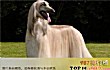 世界十大傻狗排名TOP1-阿富汗猎犬