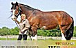 世界十大重型马排名TOP1-夏尔马