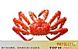世界最贵十大蟹排行榜TOP1-阿拉斯加帝王蟹
