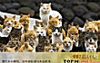 世界十大被小动物占领的小岛TOP1-日本猫岛