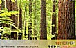 浙江十大名木排行榜TOP1-北美红杉