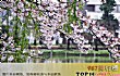 日本十大不可错过的赏樱名所TOP1-上野恩赐公园