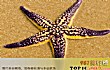拥有神奇再生能力的十大动物TOP1-海星