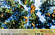 世界十大动物迁徙奇迹TOP1-帝王蝶
