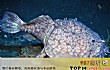 世界十大奇异动物TOP1-琵琶鱼