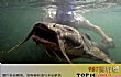 世界十大巨型淡水鱼TOP1-湄公河巨型鲶鱼
