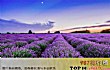 十大最“色”的全球美景地TOP1-普罗旺斯薰衣草田
