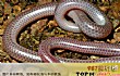 世界上十大最神奇的瞎子动物排行榜TOP1-马达加斯加盲蛇
