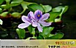 十大入侵我国的外来生物TOP1-水葫芦