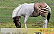 十大最奇特杂交动物排行榜TOP1-杂交斑马