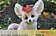 全球十大最可爱的动物TOP1-耳廓狐